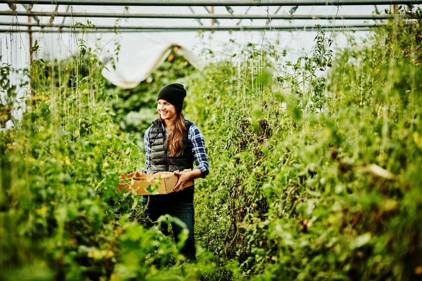 Woman holds box of fresh picked tomatoes surrounded by lush greenhouse